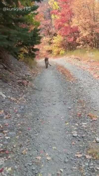 I thought this would be relevent here: Cougar stalks man for 6 minutes during run
