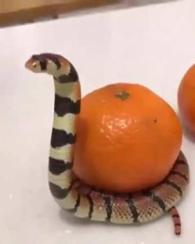 This noodle defending his tangerine