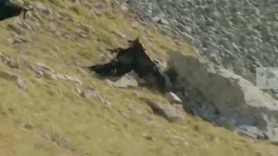 Mountain goat, on the verge of losing it's final fight against an eagle, throws itself down the mountain in a last-ditch attempt to live.