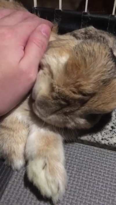 Charlotte licking my hand while dreaming