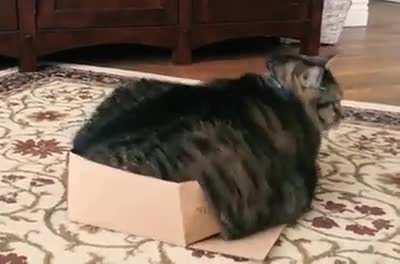 This proves that cats are a liquid