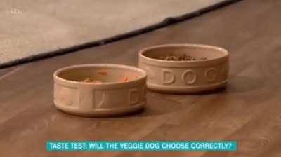 my dog is vegetarian. She prefers it. she was happier that way /cool shall we test it then..