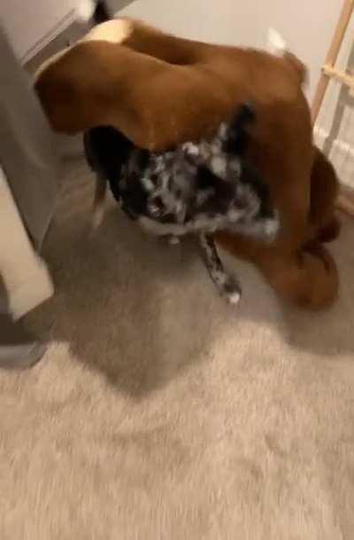 Echo making sure George comes to bed with him