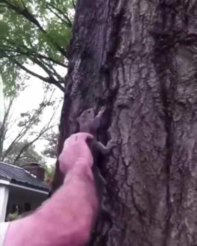 Squirrel goes squeak