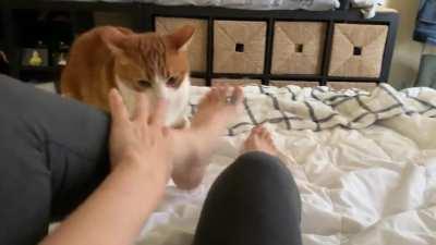 Hey, hey, I just want to sniff your feet...