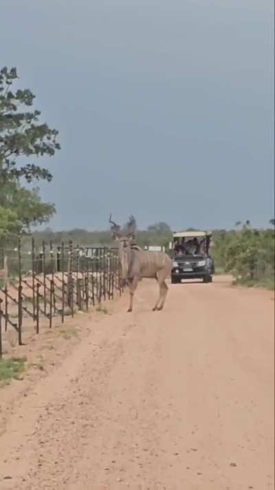 |Kudu bull easily clears 2 metre electrified fence with no run-up|