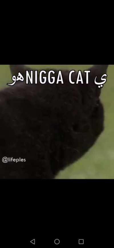 Negga Cat