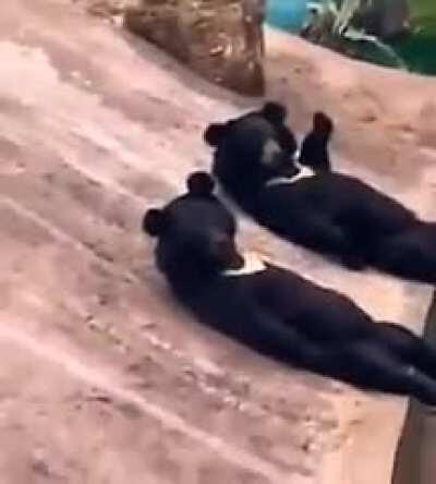 Sun bears being bros. “Hey bro, that dude is looking at us”. “Sup, bro”