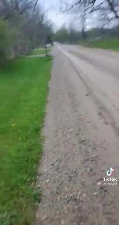 Donkey laughs historically after dog discovers electric fence.