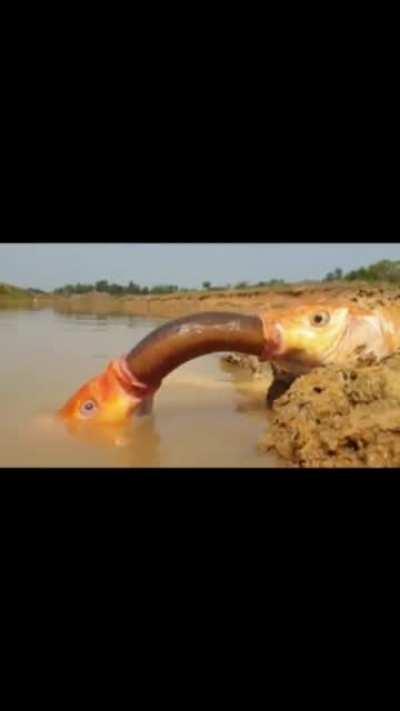 Do put in your dick in that? What how?