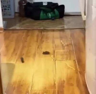 Fast and furious, mice edition.