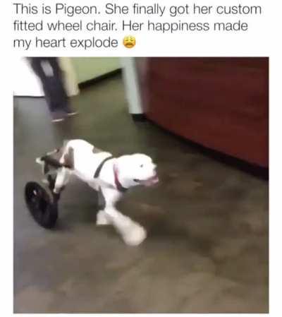 Pigeon is a happy, happy girl.