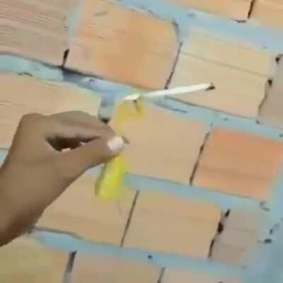 Oloco inseto chapado