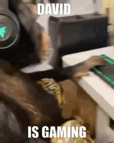 david is gaming