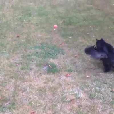 Cats don't always make the best dogs... Do they?