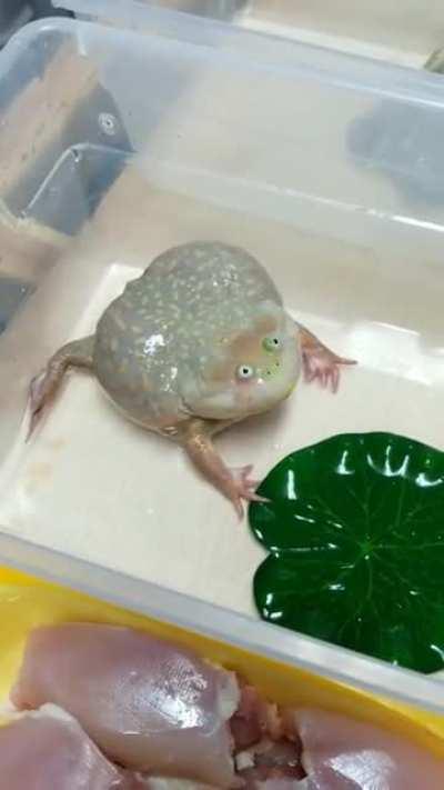 Budget frog screaming