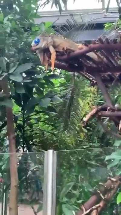 Надпись на вольере: Я выздоравливаю после операции на глазу, пожалуйста извините за мой внешний вид. Спайк