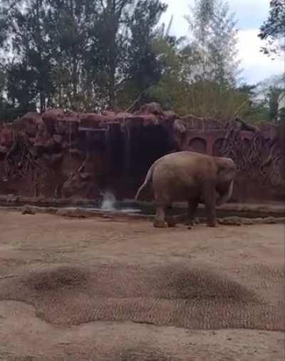 Elephant alerts keeper of drowning animal
