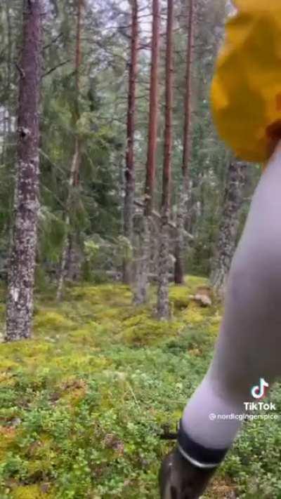 walking through a forest wonderland