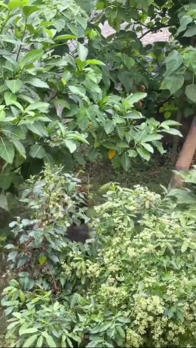 Happy little Taiwanese macaque wandered into a zoo's chimpanzee area