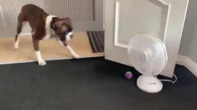 Dog scared of spinny boi