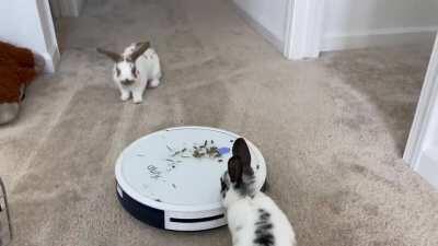 One way to entertain your rabbits