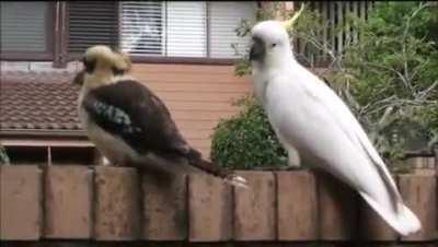 Cockatoo pulling an annoyed Kookaburra’s tail feathers