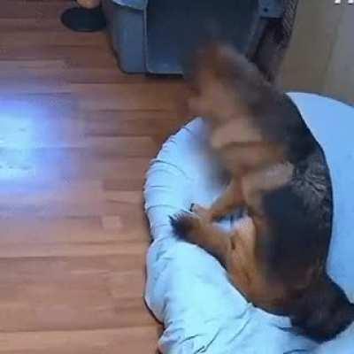 Lemme just watch my cat being suffocated, it will be funny video.