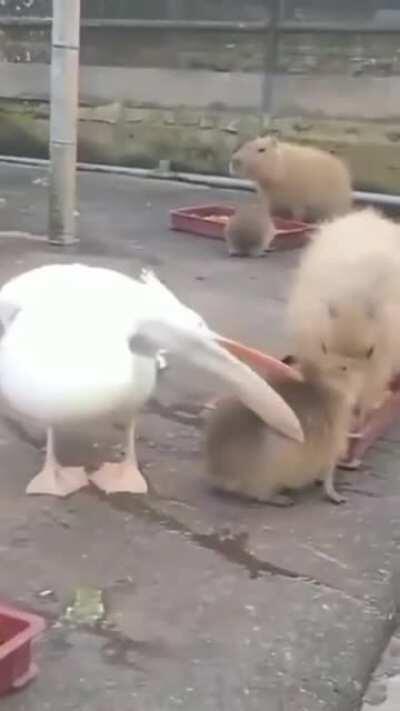 youseeingthisshit - Video #6672