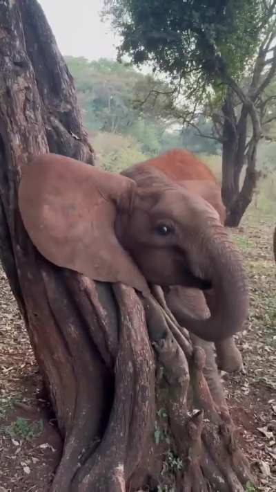 🔥 Baby elephant uses tree trunk to scratch a hard to reach spot