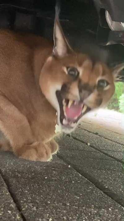 Omg Floppa what are you doing under the car 😡🤬🤬😭😭😶‍🌫️😨😱😢😢🥶😶‍🌫️😢😤