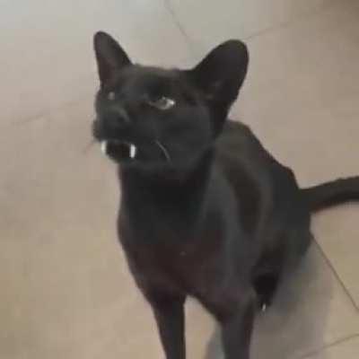 Yo gloopus what’s goin on