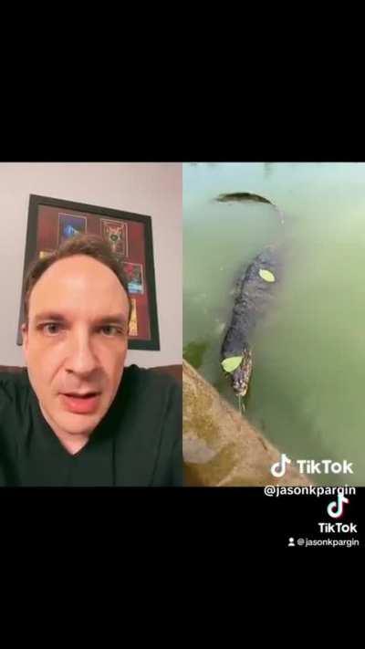 Important Monitor Lizard Behavior to Watch out for Explained 