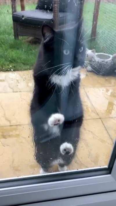 During lockdown our cat became a part-time window cleaner to help pay the bills