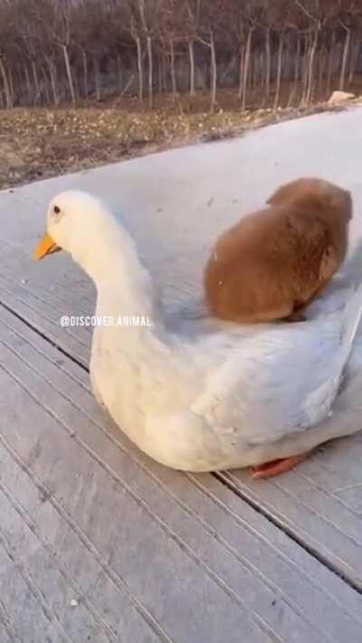 Puppy boarding his boat