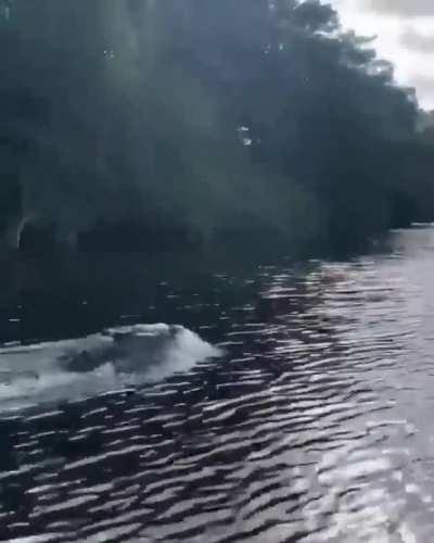Crocodiles are ridiculously fast!