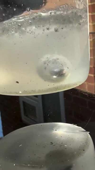 What happens when you inject sodium and potassium into an apple 