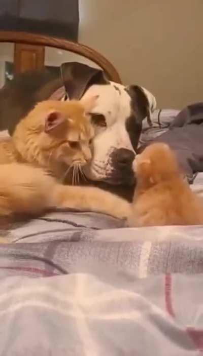 Mommy cat introduces her kitten to her dog friend