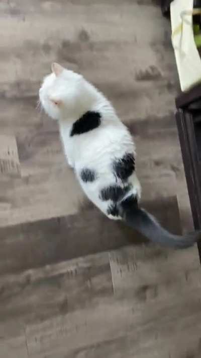 Plopping for treats.