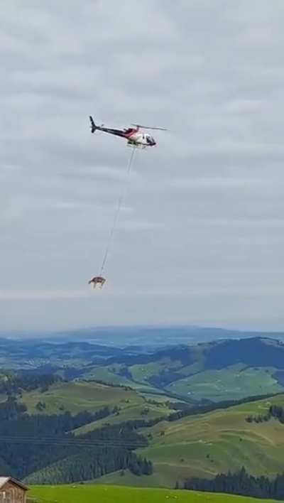 How cows are transported to the vet in Switzerland