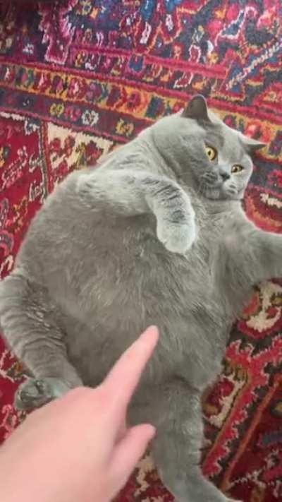 The Chonkiest of all Chonkers