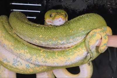 Wiggle wiggle wiggle!