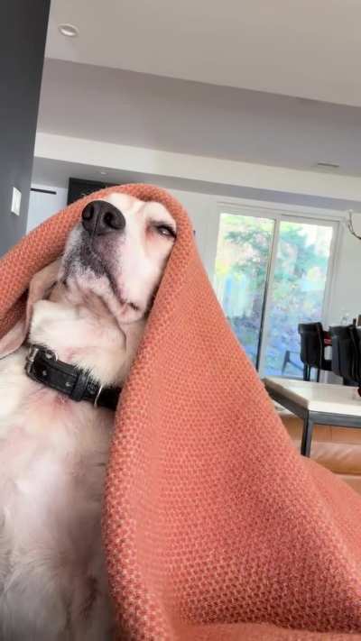 This is a real beagle that I own.