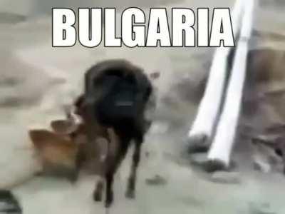 “We’re not Mongol”