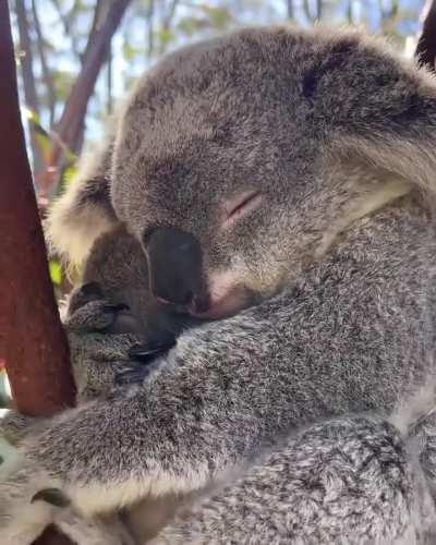 🔥The koala (Phascolarctos cinereus)