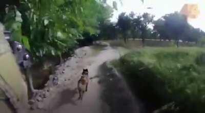 [Caught on Camera] Australian Special Forces lands in Afghan Village, Dog Attacks Unarmed Civilian working in the field, after he was Disarmed 1 Soldier Shot the Man Multiple Times