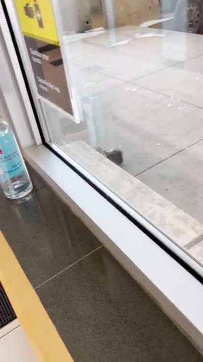 This Pretty Girl Hangs Around the MN/ON Border 🦊