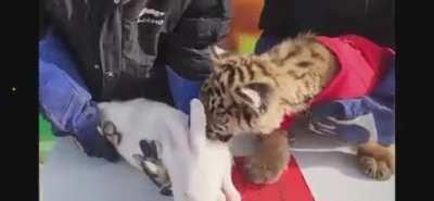 A zoo in China organizes a “handover ceremony” for going from year of the tiger to year of the rabbit ahead of the Chinese New Year.