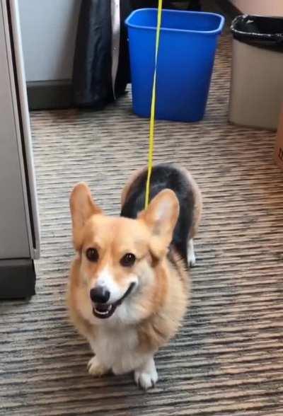 How to keep track of the office Corgi