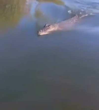 Croc changes his mind while chasing a snack